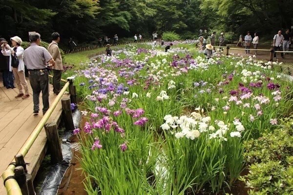 ⛩️明治神宮ツアー⛩️6月13日 8:30〜