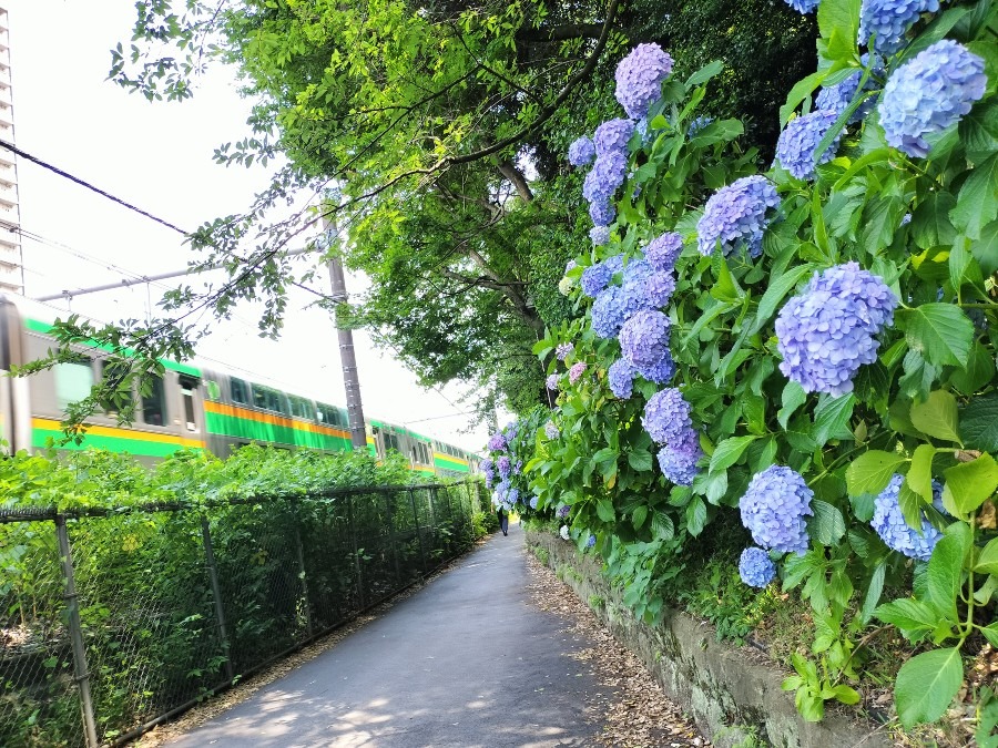 飛鳥山の紫陽花